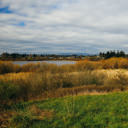 The view of the grassy area and bird habitat around Swan Lake in Victoria, BC.